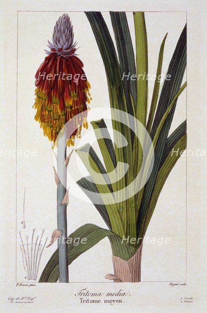 Kniphofia,  pub. 1836. Creator: Panacre Bessa (1772-1846).