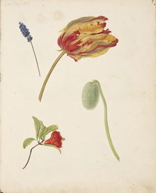 Study of tulip and other flowers, 1750. Creator: Fosie, Johanna Marie (1726-1764).