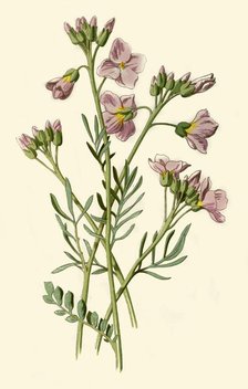 'Lady's Smock, Bittercress or Cuckoo Flower', 1877. Creator: Frederick Edward Hulme.