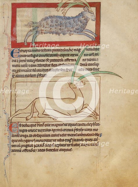 A Parandrus; An Eale; Northumberland Bestiary, about 1250-1260. Creator: Unknown.