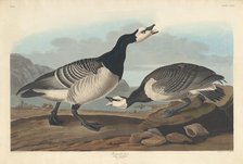Barnacle Goose, 1836. Creator: Robert Havell.