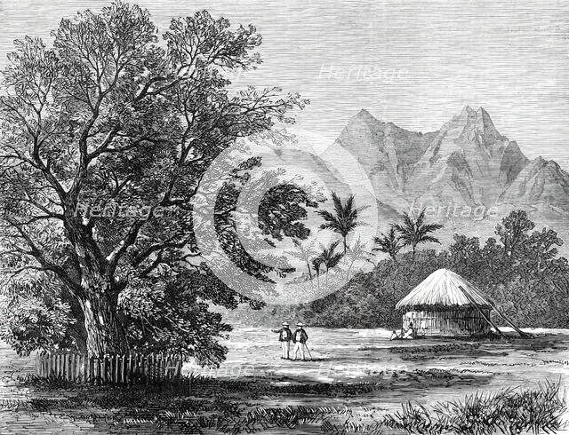 Sketches from H.M.S. Challenger, by Mr. J. J. Wild: Tamarind Tree...1876. Creator: Unknown.