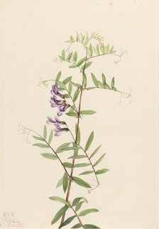 American Vetch (Vicia americana), 1922. Creator: Mary Vaux Walcott.