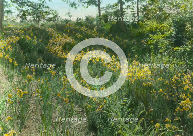 Dr. Charles William Richardson house, Chevy Chase, Washington, D.C., c1921. Creator: Frances Benjamin Johnston.