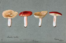 The sickener fungus (Russula emetica): four fruiting bodies, 1895. Creator: Unknown.