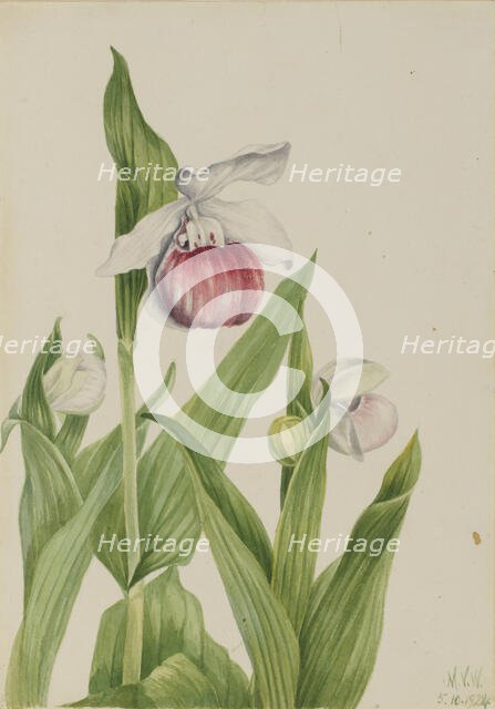 Showy Lady's Slipper (Cypripedium reginae), 1924. Creator: Mary Vaux Walcott.