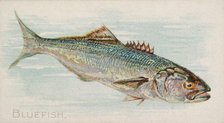 Bluefish, from the Fish from American Waters series (N8) for Allen & Ginter Cigarettes Bra..., 1889. Creator: Allen & Ginter.