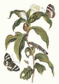 Costus arabicus. From the Book Metamorphosis insectorum Surinamensium, 1705. Creator: Merian, Maria Sibylla (1647-1717).