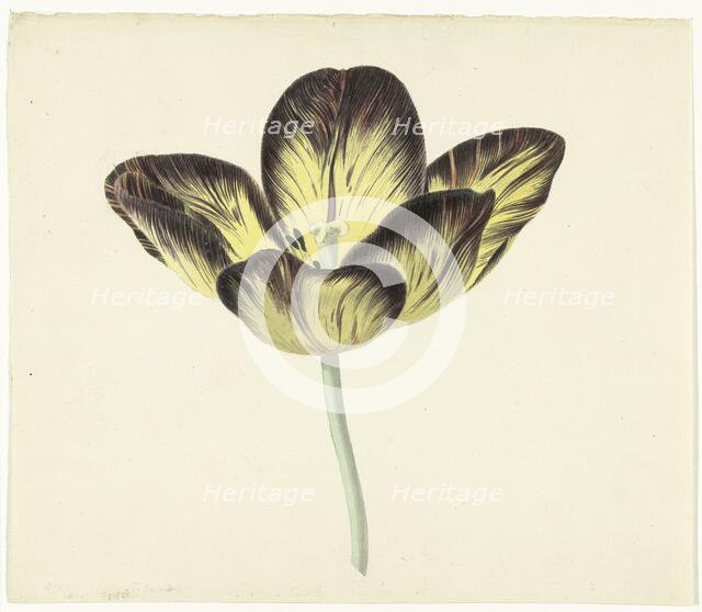 Tulip called Bizard Egiptienne, 1741-1795. Creator: Cornelis van Noorde.