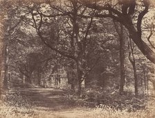Wood-scene, Norton, Cheshire, 1856. Creator: Thomas Davies.