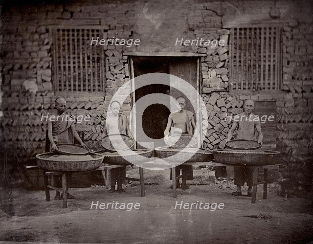 Tea sorting, end of 19th century. Creator: Nikolai Apollonovich Charushin.