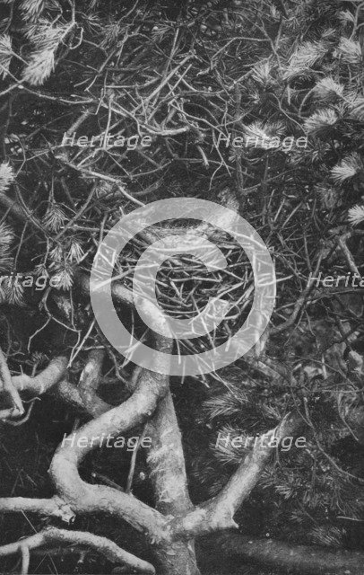 'Nest of Magpie', c1882, (1912). Artist: Charles Reid.