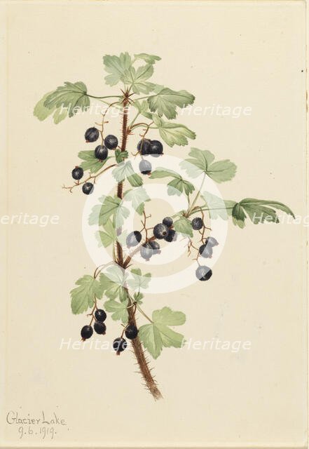 Prickly Currant (Ribes lacustre), 1919. Creator: Mary Vaux Walcott.