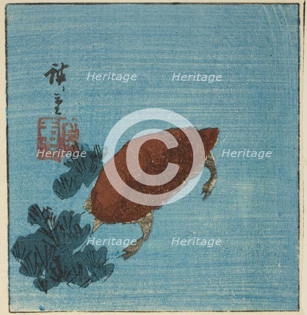 Turtle, c. 1840s. Creator: Ando Hiroshige.