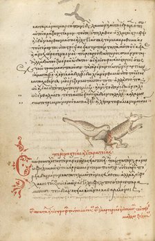 A Bird Pecking at an Animal; Miscellany: Physiologus: other texts, 1510-1520. Creator: Unknown.