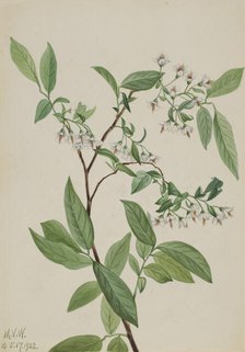 Deerberry (Polycodium stamineum), 1922. Creator: Mary Vaux Walcott.