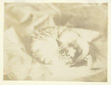 Mrs. Craik's Cat, 1850/59. Creators: Unknown, Benjamin Mulock.