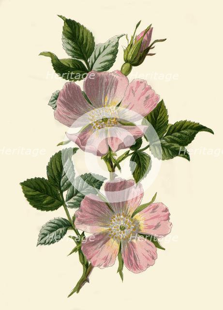 'Dog-Rose', 1877. Creator: Frederick Edward Hulme.