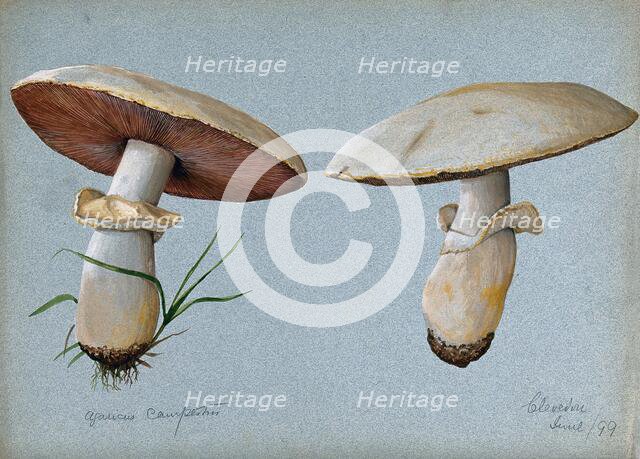 Field mushroom (Agaricus campestris): two fruiting bodies, 1899. Creator: Unknown.