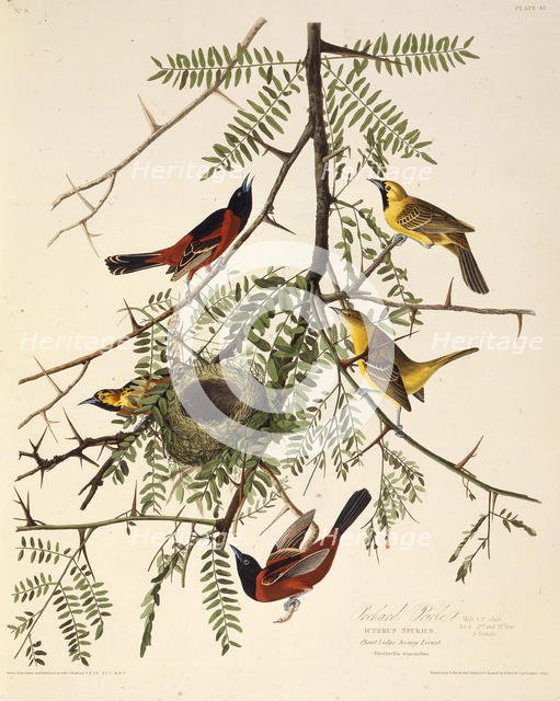 The orchard oriole. From "The Birds of America", 1827-1838. Creator: Audubon, John James (1785-1851).