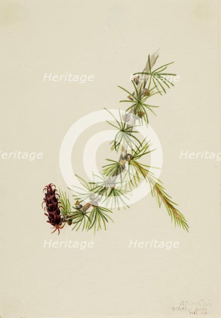 Lyall Larch (Larix lyallii), 1913. Creator: Mary Vaux Walcott.