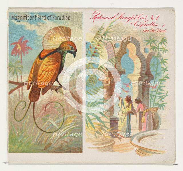 Magnificent Bird of Paradise, from Birds of the Tropics series (N38) for Allen & Ginter Ci..., 1889. Creator: Allen & Ginter.