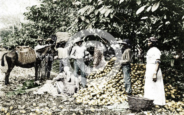 Opening cocoa pods, Trinidad, Trinidad and Tobago, c1900s. Artist: Strong.