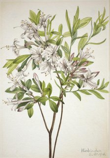 Swamp Azalea (Azalea viscosa), 1918. Creator: Mary Vaux Walcott.