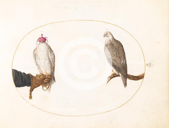 Animalia Volatilia et Amphibia (Aier): Plate V, c. 1575/1580. Creator: Joris Hoefnagel.