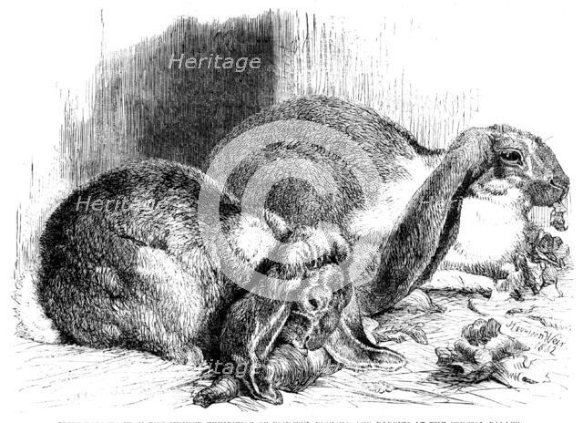 Prize rabbits from the...exhibition of poultry, pigeons, and rabbits at the Crystal Palace, 1862. Creator: Harrison Weir.