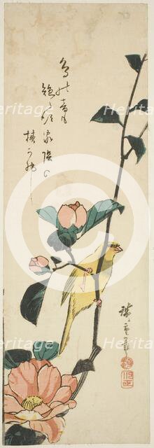 Canary and camellias, 1840s. Creator: Ando Hiroshige.