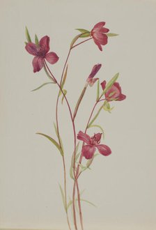 Farewell to Spring (Godetia amoena lilja), ca. 1930s. Creator: Mary Vaux Walcott.