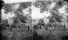 Cambodia: elephants outside Angkor Wat, 1865. Creator: John Thomson.