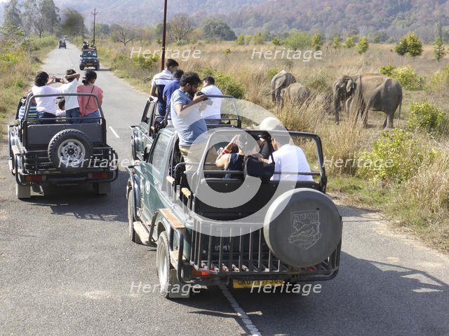 Elephants , Jim Corbett Tiger reserve, Uttarakhand, India. Creator: Unknown.