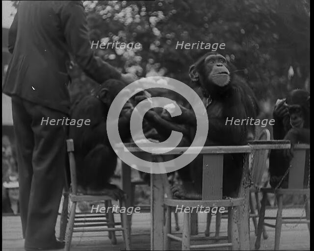 Chimpanzees Having a Tea Party at the Zoo, 1940. Creator: British Pathe Ltd.