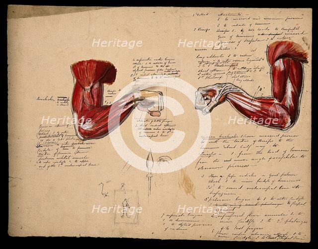 Muscles of the arm and hand: two figures, showing the arm bent at the elbow..., 1800-1899. Creator: Unknown.