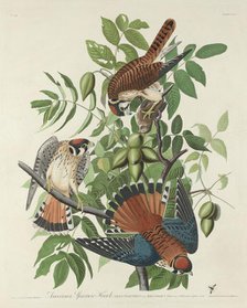American Sparrow Hawk, 1832. Creator: Robert Havell.