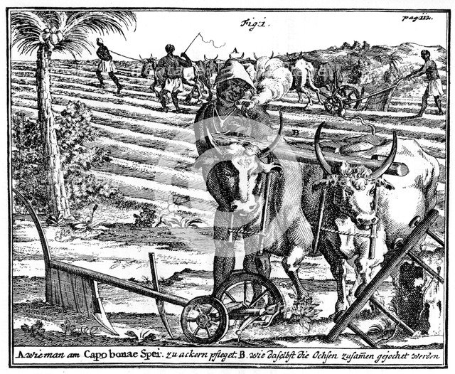 Yoking oxen and ploughing fields, South Africa, 18th century (1931). Artist: Unknown