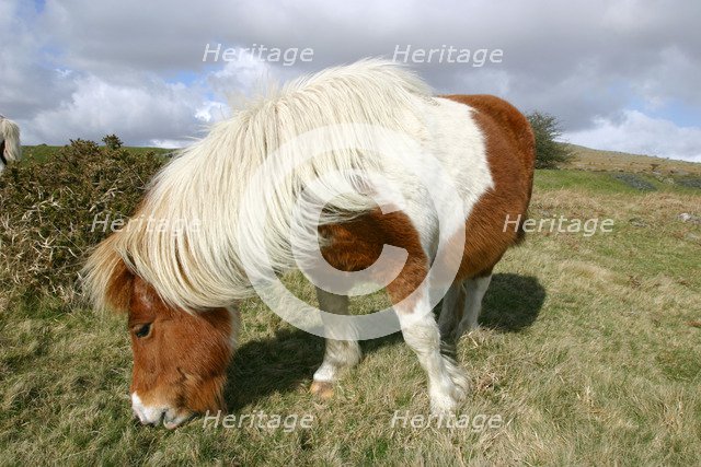 Dartmoor Pony, Dartmoor, Devon