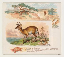 Antelope, from Quadrupeds series (N41) for Allen & Ginter Cigarettes, 1890. Creator: Allen & Ginter.