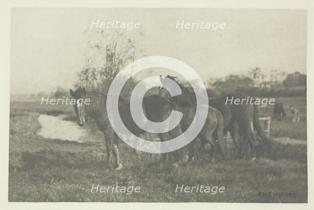 Colts on a Norfolk Marsh, 1883/87, printed 1888. Creator: Peter Henry Emerson.