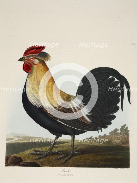 Cock, Phasianus, pub. 1835 ( Hand coloured engraving) . Creator: Charlotte Lousia Emily Perrott (c.1790 - 1836) after.