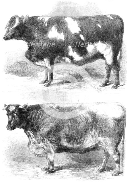 Prize animals at the Smithfield Club Cattle Show, 1864. Creator: Harrison Weir.