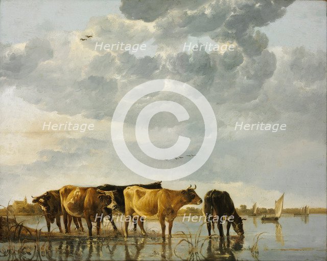 Cows in a River. Artist: Cuyp, Aelbert (1620-1691)