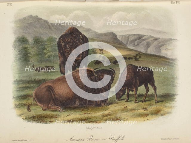 The Quadrupeds of North America (volume 2), 1849-1854. Creator: John James Audubon.