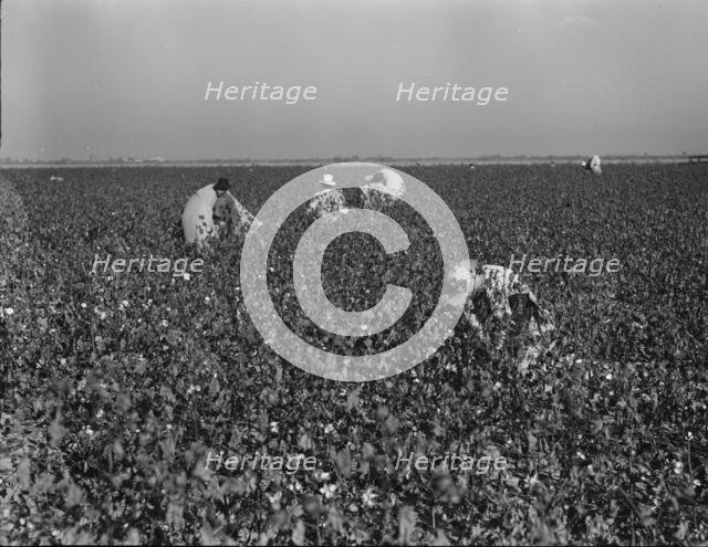 Cotton pickers at work in the southern San Joaquin Valley, California, 1936. Creator: Dorothea Lange.