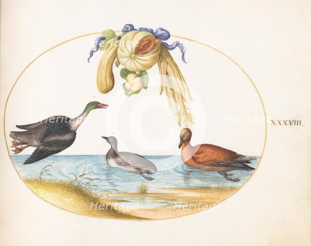 Animalia Volatilia et Amphibia (Aier): Plate XXXVIII, c. 1575/1580. Creator: Joris Hoefnagel.