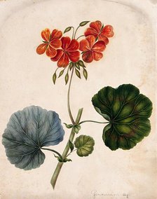 An ornamental geranium (Geranium species): flowering stem. Creator: Unknown.