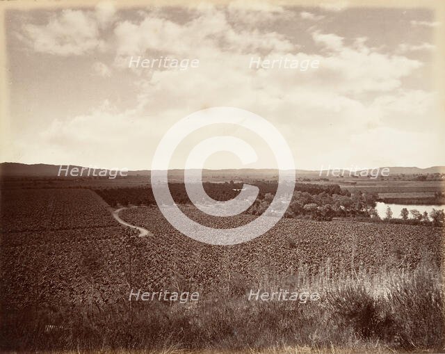 Lake Vineyard and Orange Grove, Los Angeles, 1876, printed ca. 1876. Creator: Carleton Emmons Watkins.