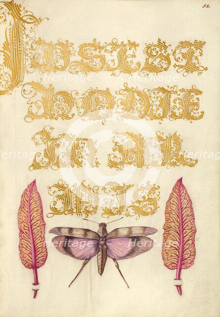 Chard Leaves and Red-Winged Grasshopper, 1561-1562; illumination added 1591-1596. Creator: Joris Hoefnagel.